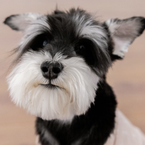 Schnauzer Lovers
